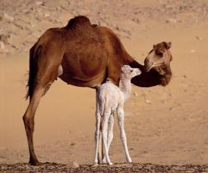yapboz Tek hörgüçlü deve